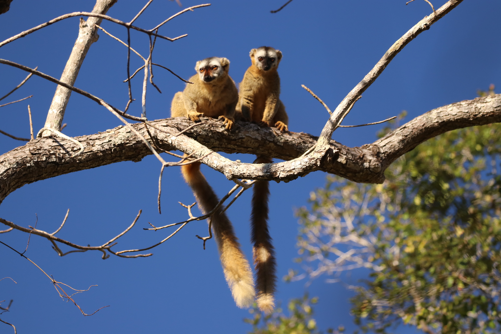 Bruine lemuren bij de ochtendwandeling